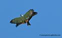 augures_1733