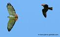 augures_1740