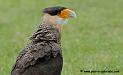 caracara_5060