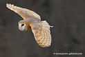effraie_0213