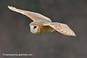 effraie_0214