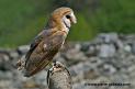 effraie_1731