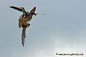 faucon_5019