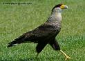 fauconcaracara_1671