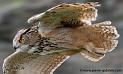grandduc_0379