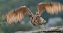 grandduc_5098