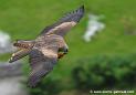 milan_2973