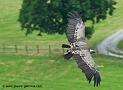 vautour-fauve_3003