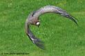 vautour-fauve_3007