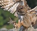 grand-duc_4646
