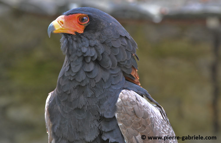 aigle-batteleur_4489.jpg
