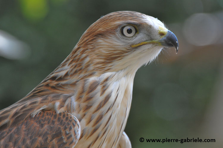 buse-feroce_4491.jpg