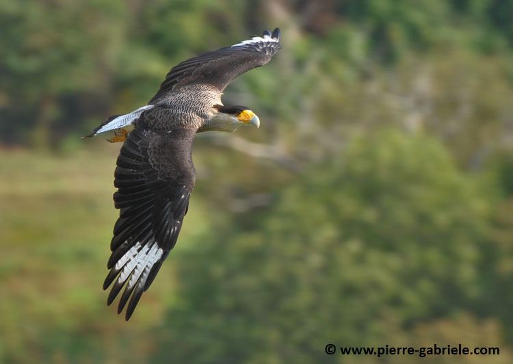 caracara_4776.jpg