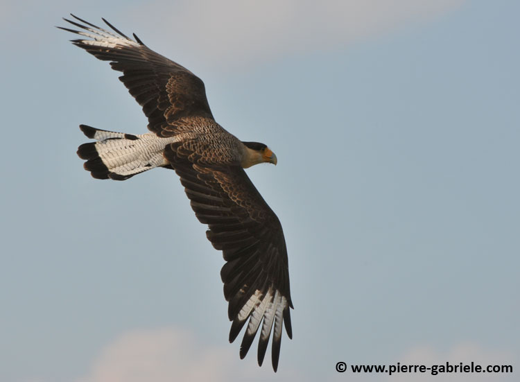 caracara_4800.jpg