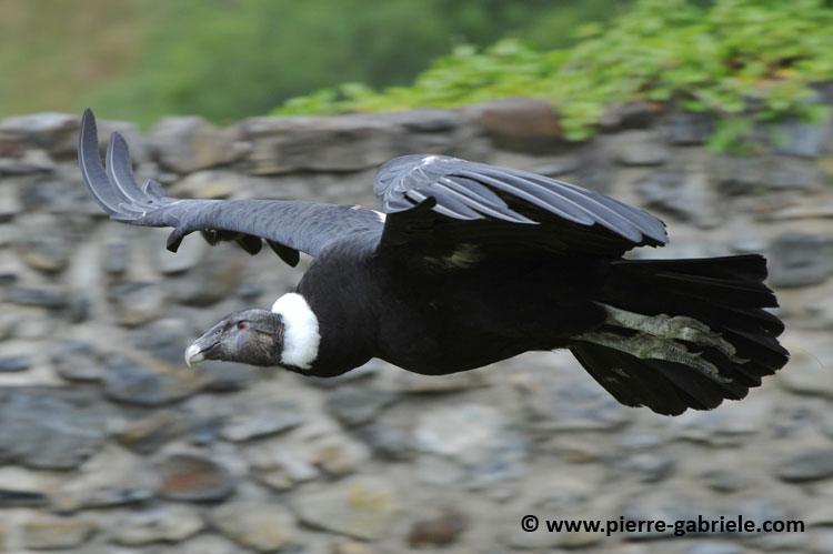 condor_2026.jpg