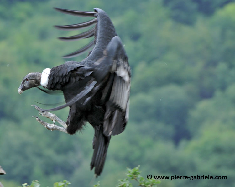 condor_2029.jpg