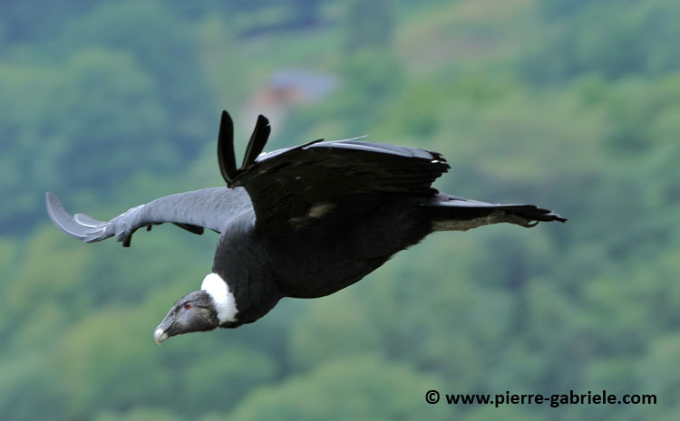 condor_2033.jpg