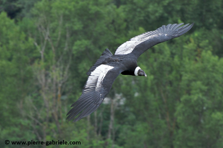 condor_2038.jpg