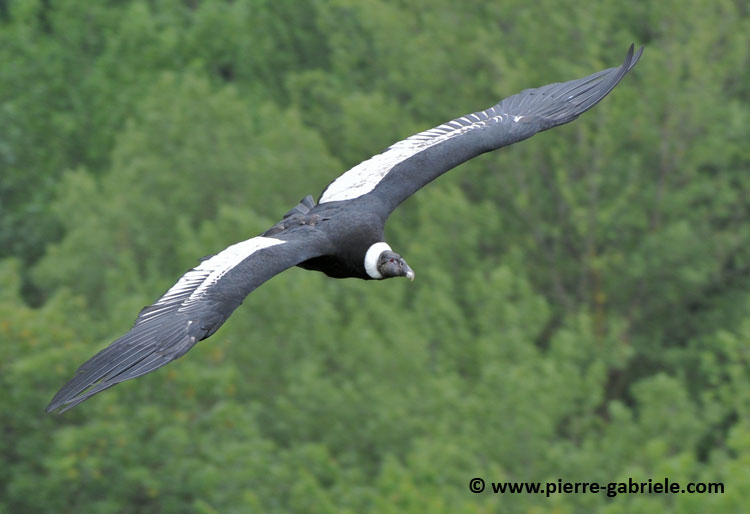 condor_2039.jpg
