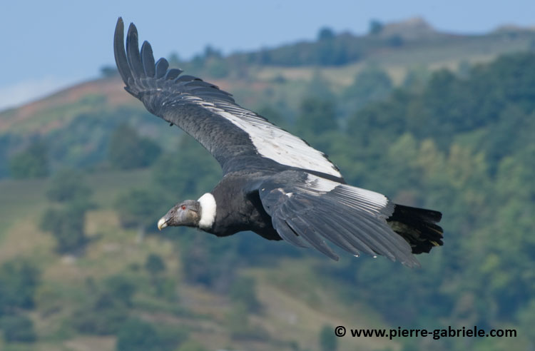 condor_4439.jpg