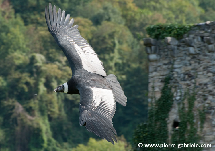 condor_4446.jpg