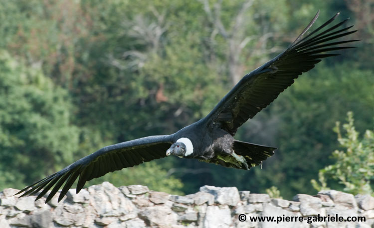 condor_4454.jpg