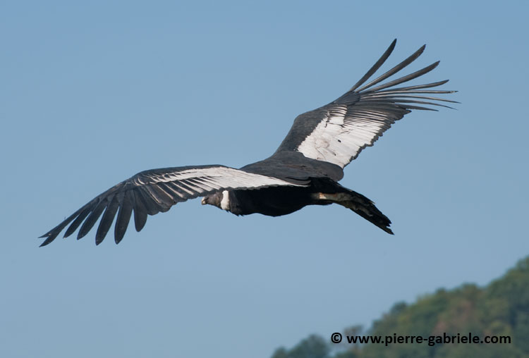 condor_4455.jpg