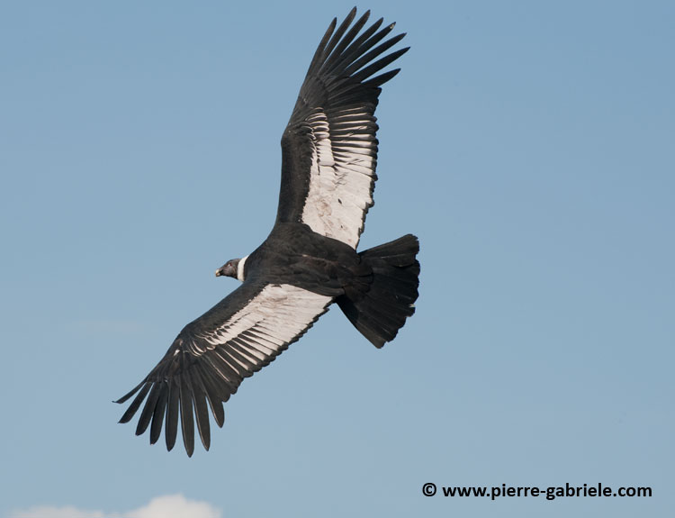 condor_4456.jpg