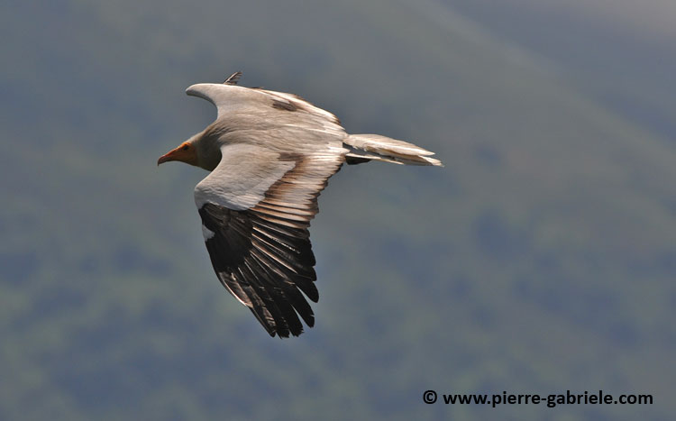 percnoptere_0318.jpg