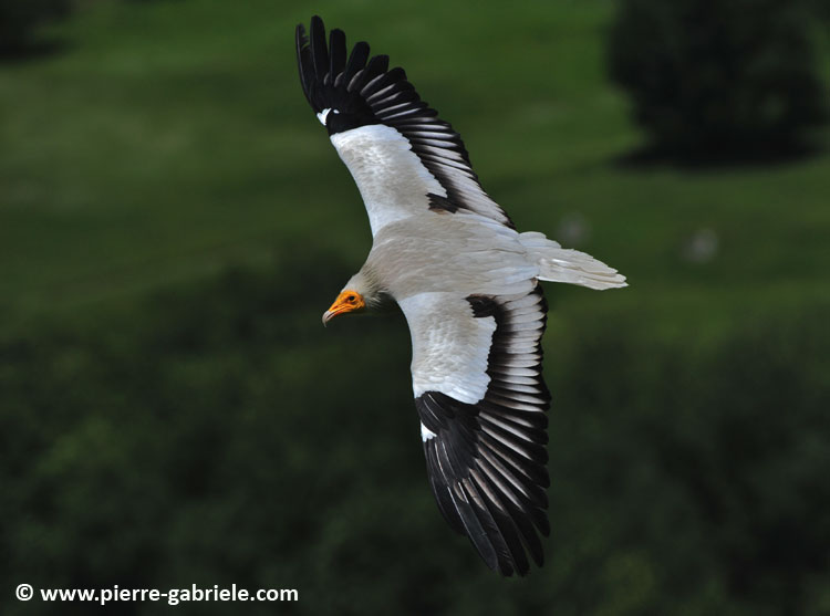 percnoptere_0344.jpg