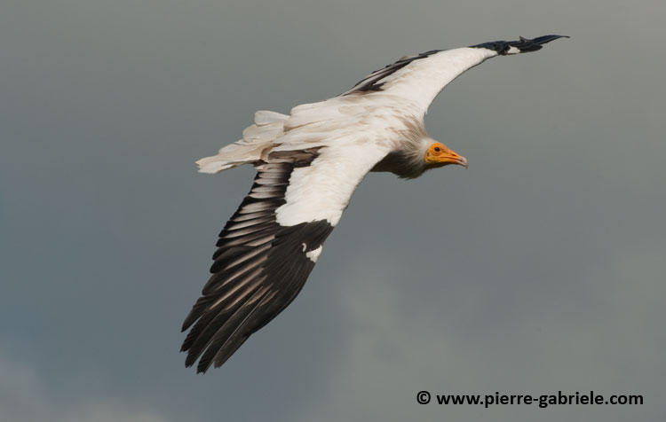 percnoptere_4367.jpg