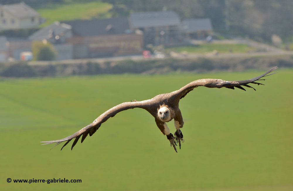 vautour_5081.jpg