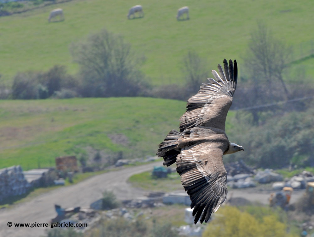 vautour_5088.jpg