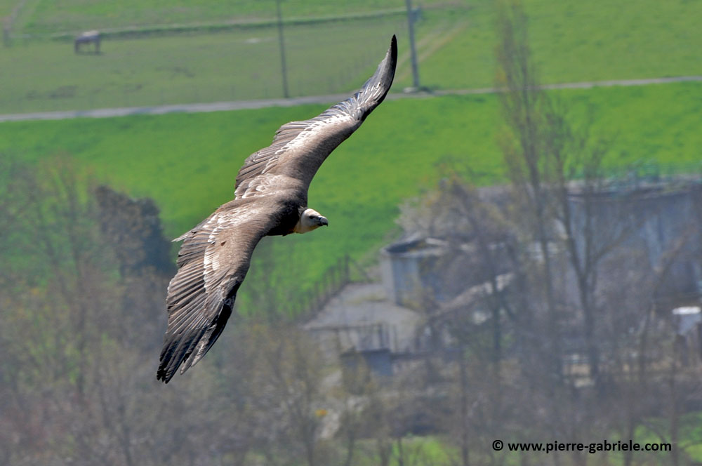 vautour_5089.jpg