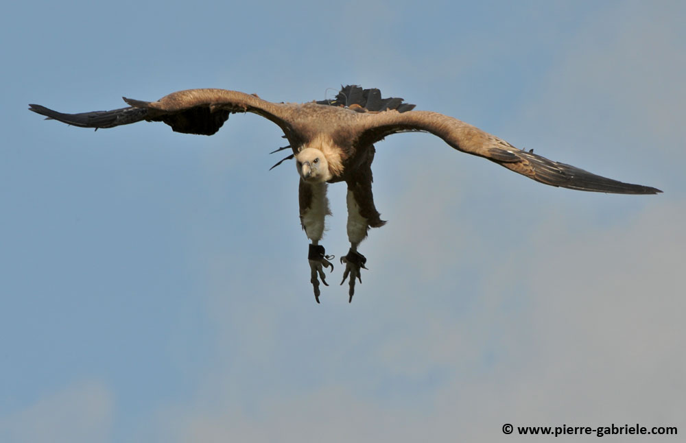vautour_5279.jpg