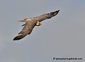 faucon_5201