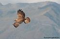 feroce_4380