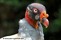pape_0225