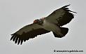 vautour-pape_2070