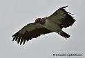 vautour-pape_2072