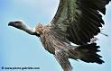 vautour_0375