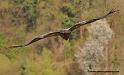 vautour_5082