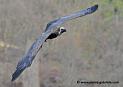 vautour_5239