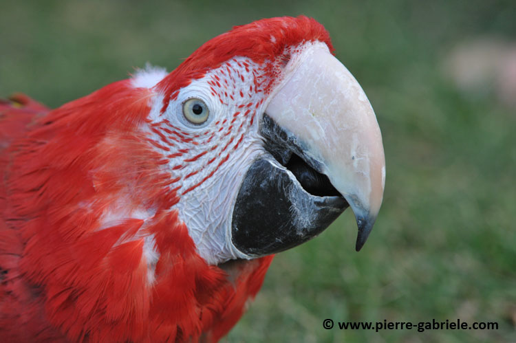 ara-rouge_4899.jpg
