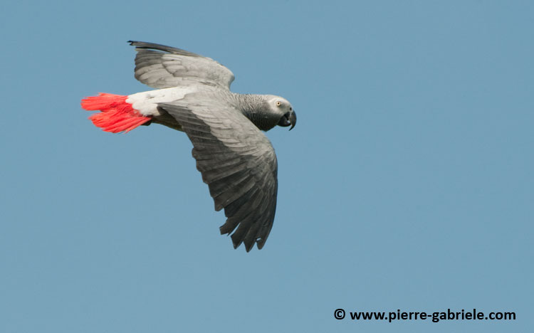 gris-du-gabon_4479.jpg
