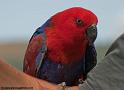 perroquet_4474