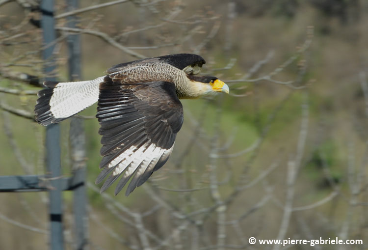 caracara_-5630.jpg