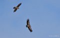 gypaete-vautour-benou--a74_01323