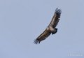 vautour-a74_00783