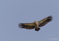 vautour-a74_00784